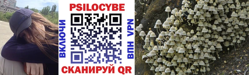 Псилоцибиновые грибы Cubensis  Купить  Тулун 